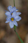 Prairie blue-eyed grass